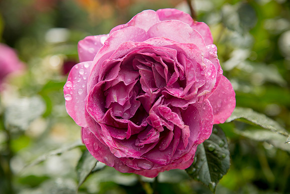 International Rose Test Garden