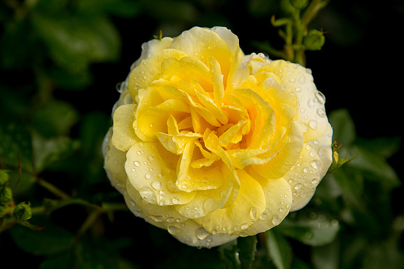 International Rose Test Garden
