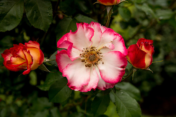 International Rose Test Garden