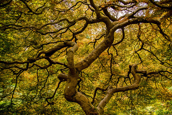 Portland Japanese Garden