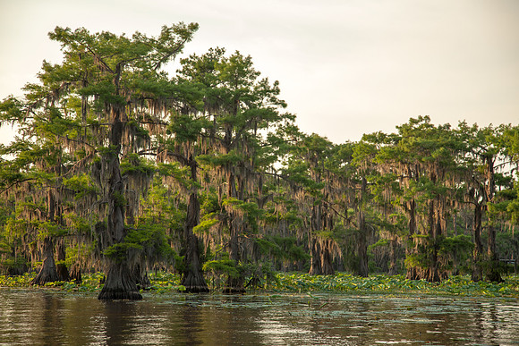 Caddo Lake