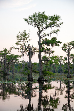 Caddo Lake