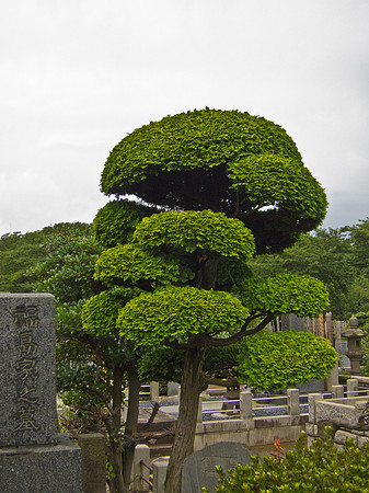 Yanaka Cemetery