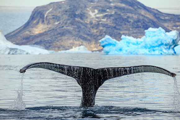 Humpback Whale, Johan Petersen Fjord