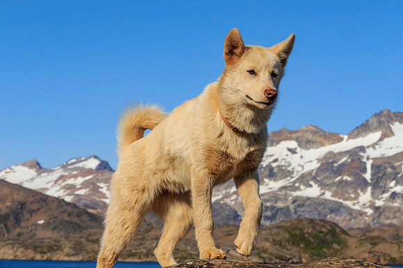 Greenland Sled Dog