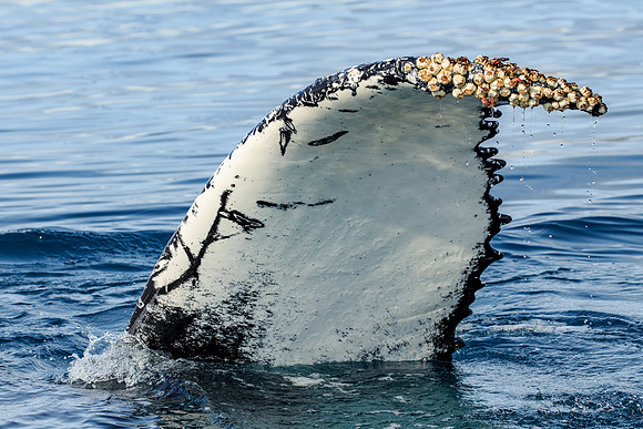Humpback Whale, Johan Petersen Fjord
