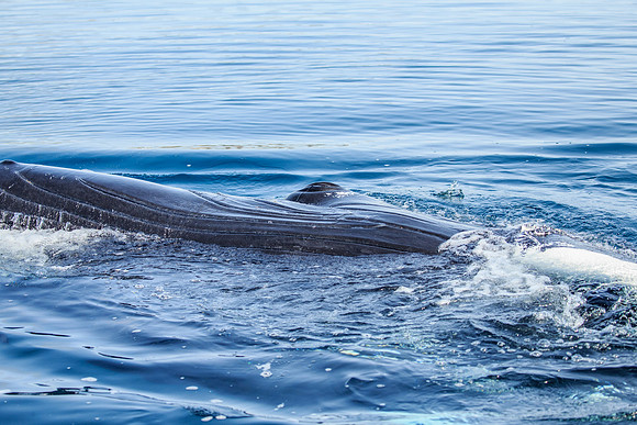 Humpback Whale, Johan Petersen Fjord