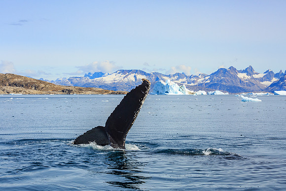 Humpback Whale, Johan Petersen Fjord