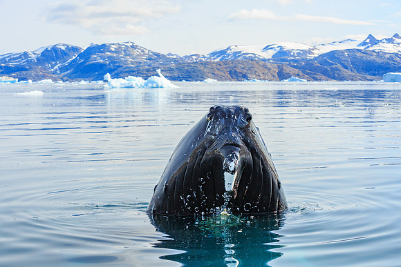 Humpback Whale, Johan Petersen Fjord
