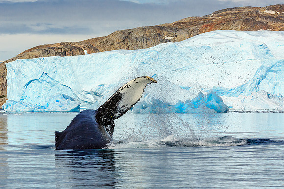 Humpback Whale, Johan Petersen Fjord