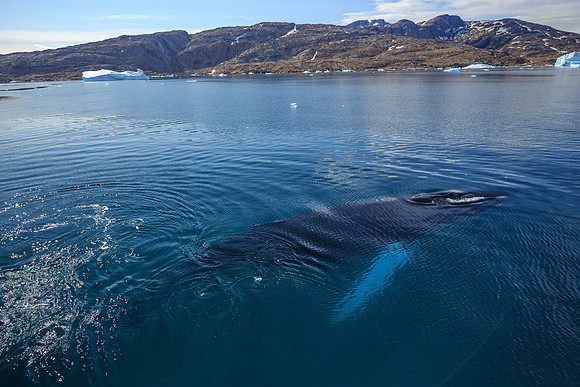 Humpback Whale, Johan Petersen Fjord