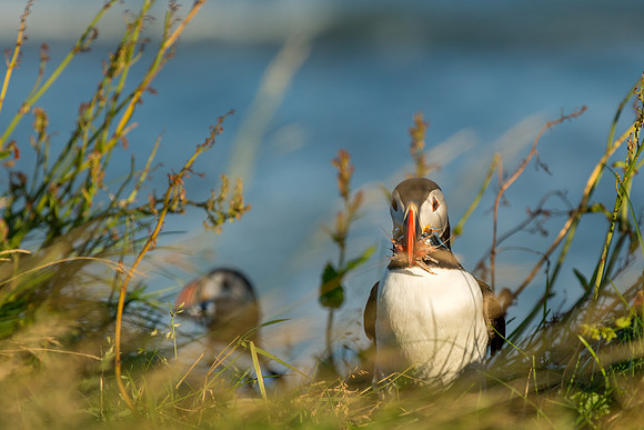 Puffins at Dyrhólaey