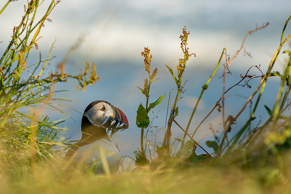 Puffins at Dyrhólaey