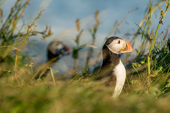Puffins at Dyrhólaey