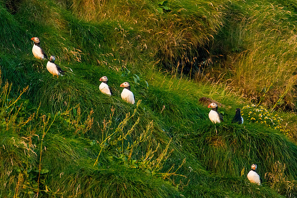 Puffins near Reynisdrangar