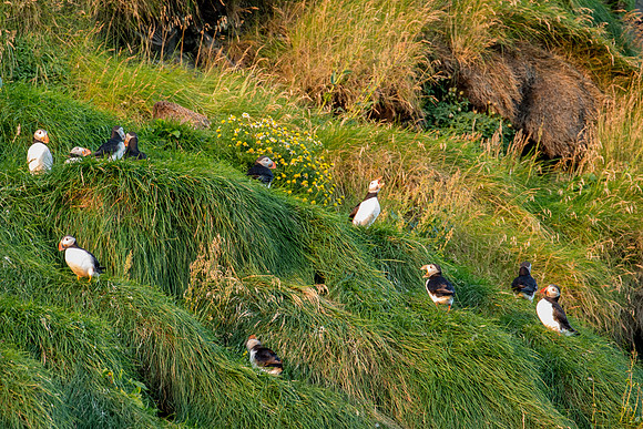 Puffins near Reynisdrangar