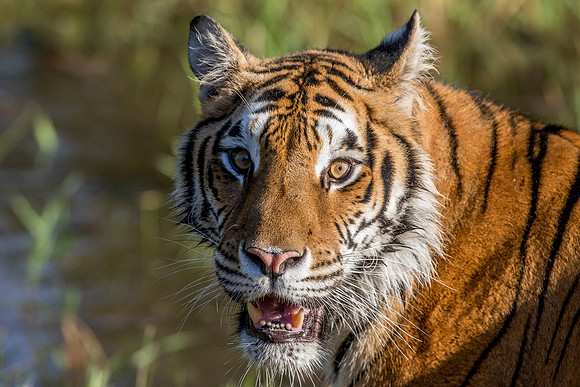 Tiger, Triple "D" Game Farm, Kalispell, Montana