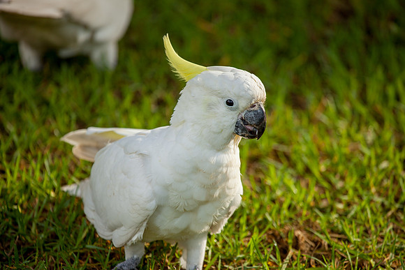 Cockatoo, Botanic Gardens
