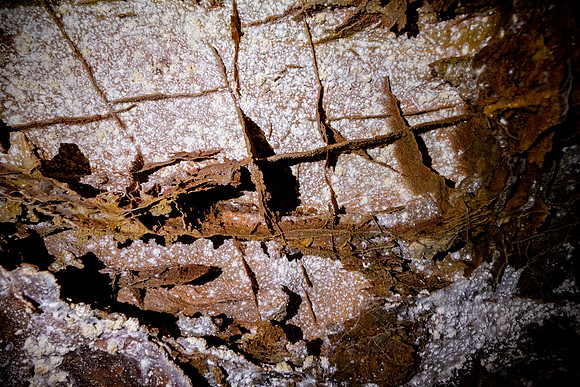 Wind Cave National Park