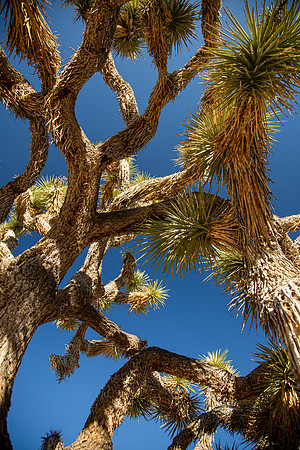 california2019-05