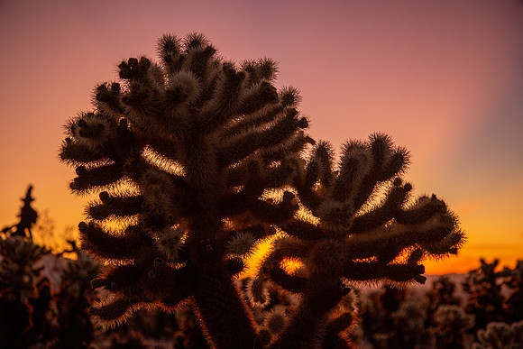 california2019-16