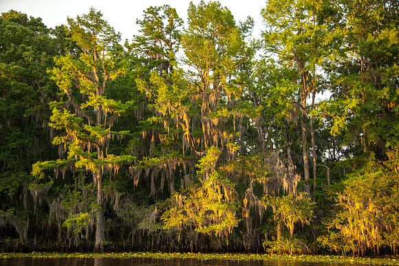 Caddo Lake