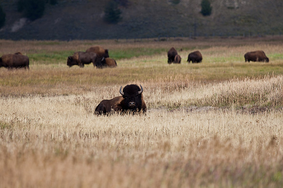 Grand Teton National Park