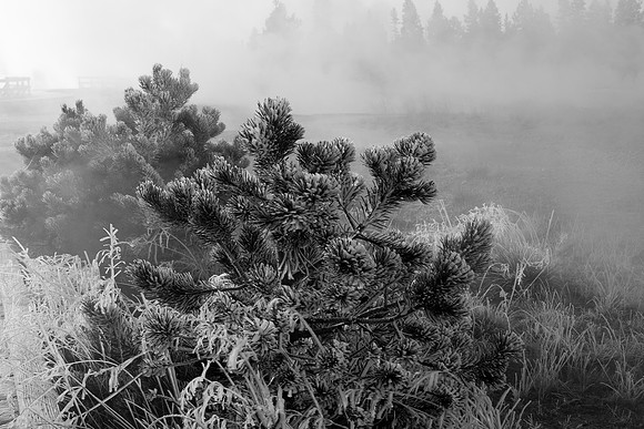 West Thumb Geyser Basin