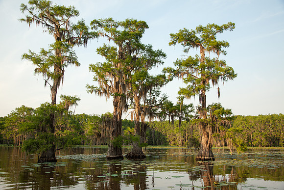 Caddo Lake