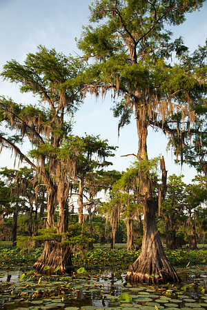 Caddo Lake