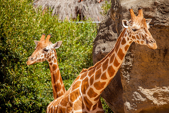 Giraffe, Sydney Zoo