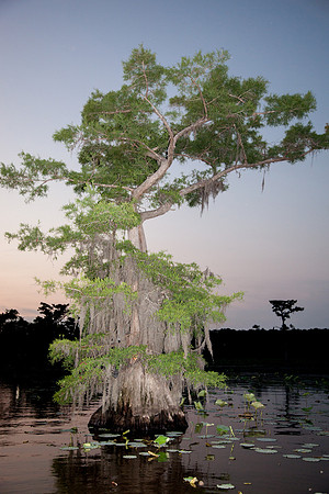 Caddo Lake