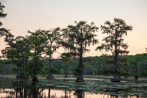 Caddo Lake
