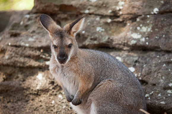 Wallaby, Sydney Zoo