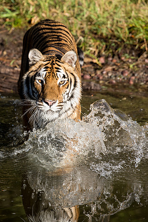 Tiger, Triple "D" Game Farm, Kalispell, Montana