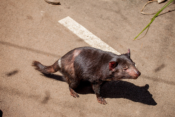 Tasmanian Devil, Sydney Zoo