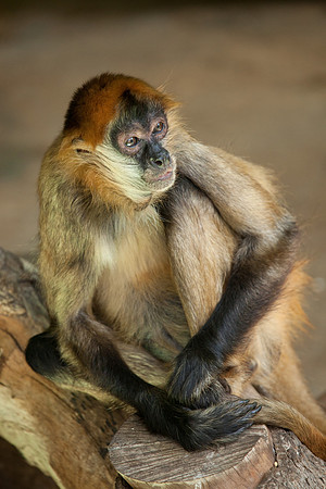 Spider Monkey, Sydney Zoo