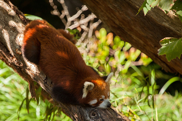 Red Panda, Sydney Zoo