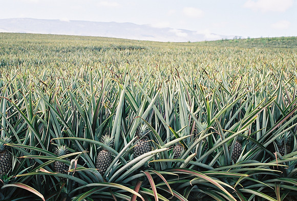 Pineapple