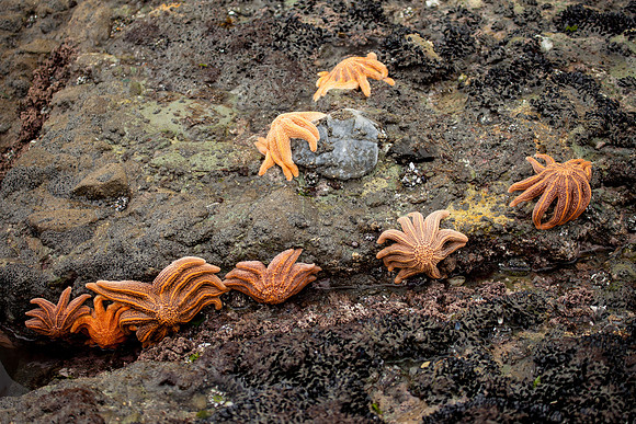 Starfish Colony, Motukiekie Beach, West Coast near Greymouth