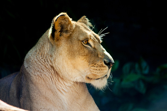 Lion, Sydney Zoo