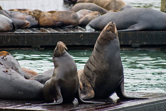 Fishermans Wharf, San Francisco