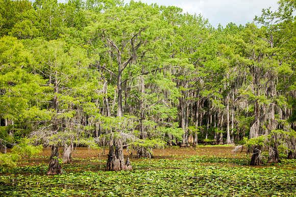 Caddo Lake