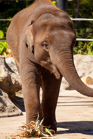 Elephant, Sydney Zoo