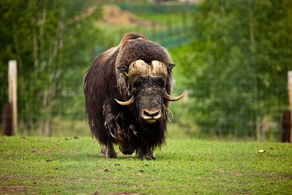 Muskox near Fairbanks