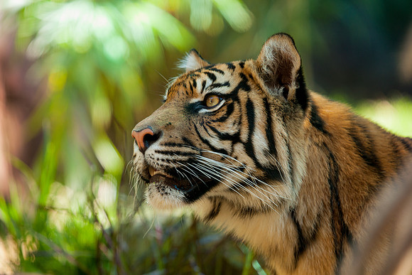 Tiger, Sydney Zoo
