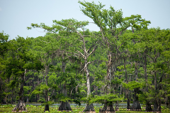 Caddo Lake