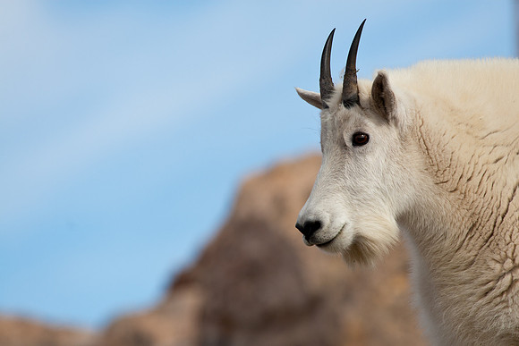 Mount Evans (14,265 feet)