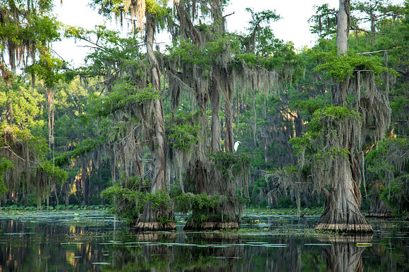 Caddo Lake