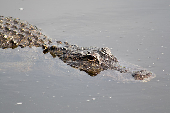 Everglades National Park